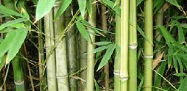 5120x1440p 329 bamboo images