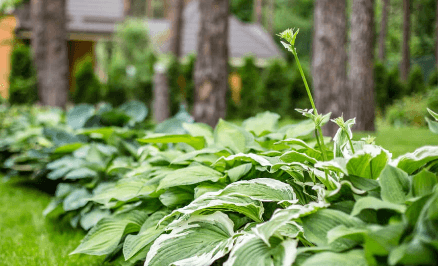 best fertilizer for hostas