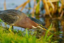 cohort behavior analysis data