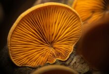 growth pattern identification numbers