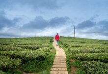 horizon pulse for numbers